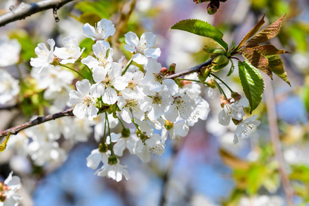 日本人 花瓣 分支 公园 植物 外部 日本 粉红色 蓝天