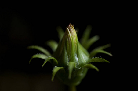 植物 树叶 环境 自然 美女 特写镜头 植物区系 季节 生态学