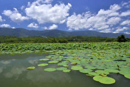 旅行 风景 生态学 自然 池塘 季节 外部 环境 台湾 自由