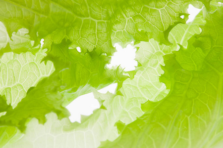 植物 沙拉 食物 素食主义者 健康 特写镜头 纹理 蔬菜