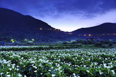 风景 台湾 外部 植物 旅行 生态学 环境 自然 季节 自由