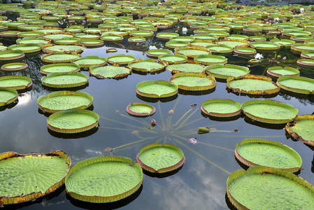 外部 自由 自然 季节 环境 池塘 植物 台北 台湾 风景