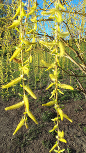 春天 木材 公园 季节 植物 风景 桦木 天空 冬天 秋天