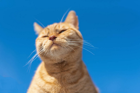 一只红猫在蓝天的衬托下,沐浴在阳光下狗拿沐浴和猫2漂亮的姜营救小猫