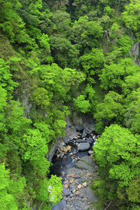 季节 生态学 旅行 情景 外部 台湾 森林 环境 自由 自然