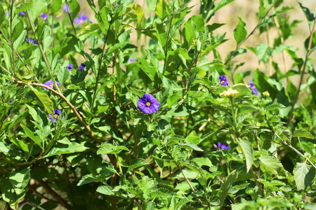 灌木 美丽的 颜色 花瓣 开花 季节 春天 紫罗兰 鼠尾草