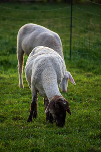 美丽的 羔羊 毛茸茸的 风景 欧洲 自然 牧场 放牧 牲畜