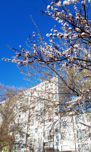 乡村 分支 夏天 冬天 森林 季节 自然 风景 桦木 秋天