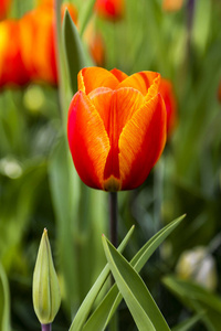 美女 郁金香 自然 美丽的 季节 特写镜头 荷兰 领域 春天