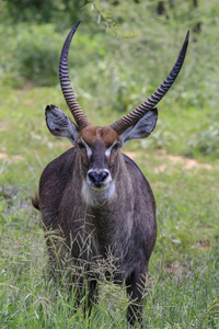 狩猎 游猎 巴克 面对 自然 非洲 肖像 鹿角 假日 灌木