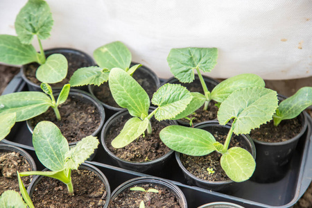 种子 新的 成长 生长 植物学 自然 植物 蔬菜 农业 素食主义者