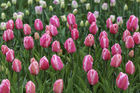 荷兰语 公园 植物 夏天 郁金香 领域 花瓣 浪漫的 植物区系