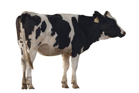 肖像 动物 站立 农事 自然 牲畜 土地 演播室 乳制品