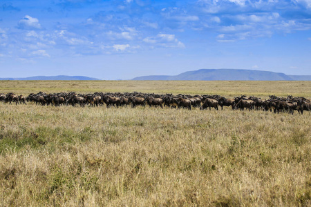 非洲 旅行 平原 哺乳动物 形成 生态旅游 兽群 荒野 迁移