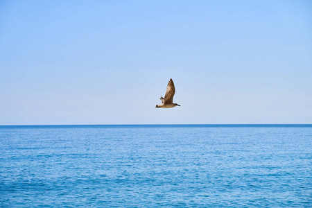 里海鸥阳光明媚的日子里,海鸥在海天的背景下飞翔照片