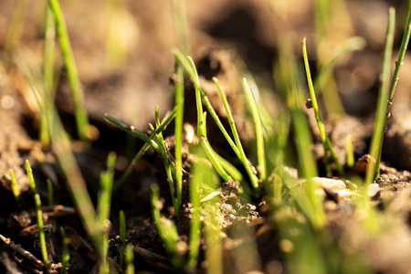 植物区系 阳光 美丽的 成长 发芽 农业 春天 草地 幼苗