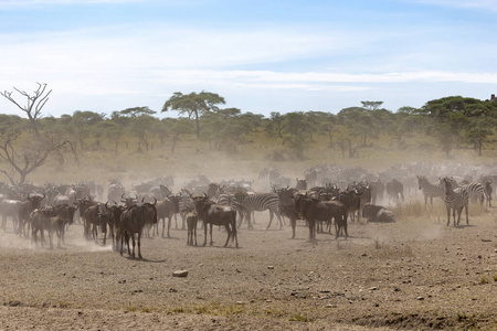 游猎 荒野 坦桑尼亚 国家的 动物 环境 旅行 哺乳动物
