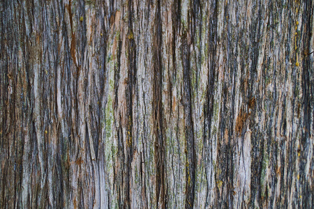 公园里春天的柏树树皮特写照片