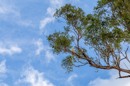 凤头鹦鹉 羽毛 动物 澳大利亚人 种类 复制空间 肖像 美丽的