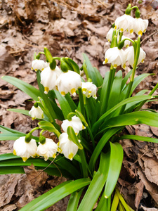 自然 美女 花瓣 植物区系 公园 植物 颜色 特写镜头 春天