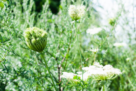 花园 夏天 植物 植物区系 乡村 特写镜头 领域 自然 盛开