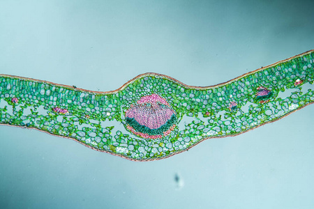 科学 园艺 灌木 组织学 研究 黄杨木 放大倍数 树篱 植物