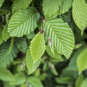 郁郁葱葱 嫩枝 树篱 颜色 植物学 新的 花园 自然 植物