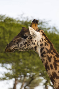 长颈鹿 坦桑尼亚 夏天 面对 长的 国家的 储备 游猎 旅行