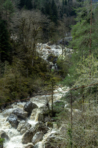 风景 森林 自然 旅行