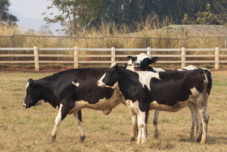 柴郡 风景 小牛 乡村 牲畜 兽群 农业 自然 奶牛 农场