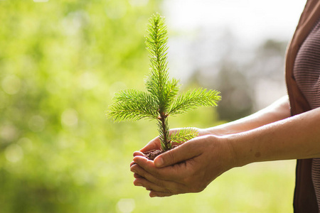 生物 春天 幼苗 世界 农业 生态学 男人 森林 保护 植物