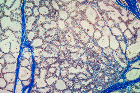 扩大 科学 组织学 分泌物 牛奶 研究 医学 牛肉 组织