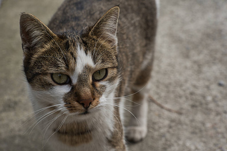 特写镜头 动物 迷路 毛茸茸的 猫咪 鼻子 面对 自然 毛皮