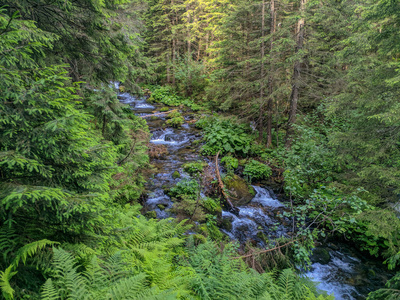 风景 喀尔巴阡山 季节 夏天 旅游业 植物区系 薄雾 草地