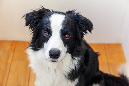 小狗 牧羊犬 纯种 毛茸茸的 犬科动物 繁殖 照顾 说谎