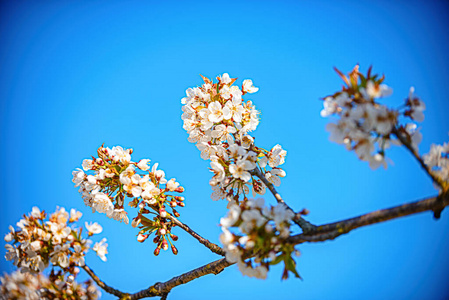 花园 花瓣 四月 细枝 卡片 颜色 天空 分支 樱桃 自然