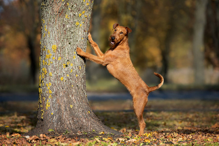 自然 耳朵 秋天 犬科动物 可爱极了 外部 成人 落下 可爱的