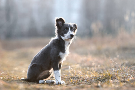 繁殖 宠物 肖像 纯种 小狗 美丽的 阳光 领域 甜的 秋天