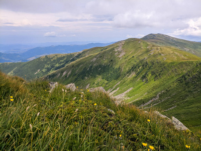 喀尔巴阡山 颜色 环境 国家的 草地 自然 花的 假日 场景