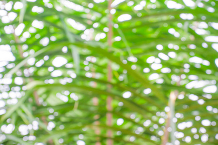 天空 环境 分支 植物 海滩 自然 美女 变模糊 放松 生态学