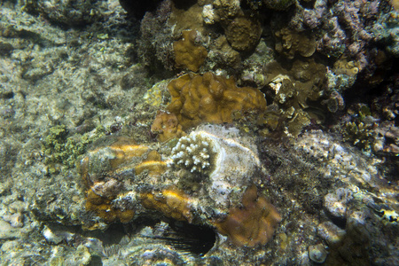 水下 动物 自然 照片 野生动物 埃及 水肺 海的 生态系统