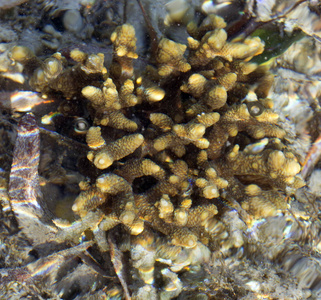 珊瑚 潜水 颜色 动物 生态系统 海洋 野生动物 水肺 自然