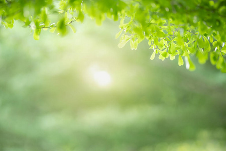 变模糊 纹理 植物 春天 生态学 花园 阳光 生长 郁郁葱葱