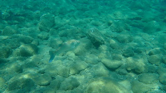 水下 潜水 海底 浮潜 地中海