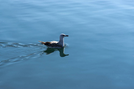风景 波浪 旅行 海景 春天 海洋 美丽的 波动 动物 水禽