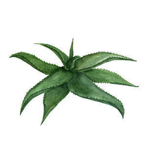 绿色图案的像儿童水彩手绘彩色仙人掌芦荟垂直模式油漆水彩芦荟很模式