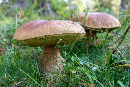 美味的 素食主义者 秋天 木材 真菌 烹调 帽子 自然 特写镜头