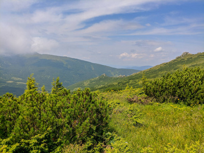 全景图 公园 春天 花的 森林 小山 黎明 旅行 太阳 国家的