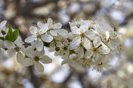春天 盛开 植物区系 分支 蜂蜜 花园 花粉 美女 花的