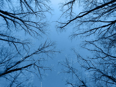 季节 环境 寒冷的 分支 蓝色的 天空 木材 美丽的 春天